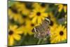 Common Buckeye on Brazilian Verbena, Illinois-Richard & Susan Day-Mounted Photographic Print