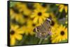 Common Buckeye on Brazilian Verbena, Illinois-Richard & Susan Day-Framed Stretched Canvas