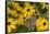 Common Buckeye on Brazilian Verbena, Illinois-Richard & Susan Day-Framed Stretched Canvas