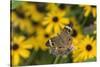 Common Buckeye on Brazilian Verbena, Illinois-Richard & Susan Day-Stretched Canvas