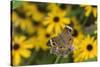 Common Buckeye on Brazilian Verbena, Illinois-Richard & Susan Day-Stretched Canvas