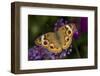 Common Buckeye on Brazilian Verbena, Marion Co. Il-Richard ans Susan Day-Framed Photographic Print