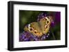 Common Buckeye on Brazilian Verbena, Marion Co. Il-Richard ans Susan Day-Framed Photographic Print