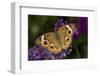 Common Buckeye on Brazilian Verbena, Marion Co. Il-Richard ans Susan Day-Framed Photographic Print