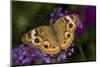 Common Buckeye on Brazilian Verbena, Marion Co. Il-Richard ans Susan Day-Mounted Photographic Print