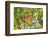 Common Buckeye on Common Boneset-Richard and Susan Day-Framed Photographic Print