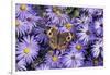 Common Buckeye on Frikart's Aster, Aster frikartii, Illinois-Richard & Susan Day-Framed Photographic Print