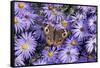 Common Buckeye on Frikart's Aster, Aster frikartii, Illinois-Richard & Susan Day-Framed Stretched Canvas