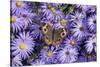 Common Buckeye on Frikart's Aster, Aster frikartii, Illinois-Richard & Susan Day-Stretched Canvas