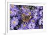 Common Buckeye on Frikart's Aster, Aster frikartii, Illinois-Richard & Susan Day-Framed Premium Photographic Print