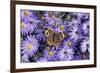 Common Buckeye on Frikart's Aster, Aster frikartii, Illinois-Richard & Susan Day-Framed Premium Photographic Print