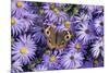 Common Buckeye on Frikart's Aster, Aster frikartii, Illinois-Richard & Susan Day-Mounted Premium Photographic Print