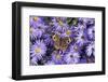 Common Buckeye on Frikart's Aster, Aster frikartii, Illinois-Richard & Susan Day-Framed Photographic Print