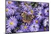 Common Buckeye on Frikart's Aster, Aster frikartii, Illinois-Richard & Susan Day-Mounted Photographic Print