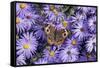 Common Buckeye on Frikart's Aster, Aster frikartii, Illinois-Richard & Susan Day-Framed Stretched Canvas