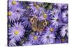 Common Buckeye on Frikart's Aster, Aster frikartii, Illinois-Richard & Susan Day-Stretched Canvas