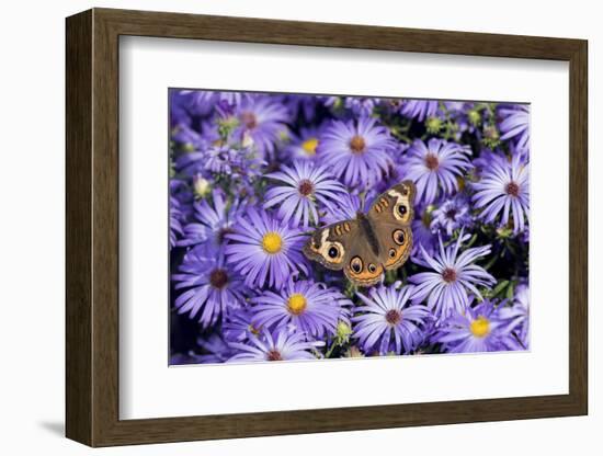 Common Buckeye on Frikart's Aster, Illinois-Richard & Susan Day-Framed Photographic Print