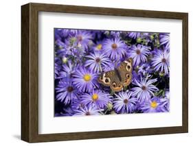 Common Buckeye on Frikart's Aster, Illinois-Richard & Susan Day-Framed Photographic Print