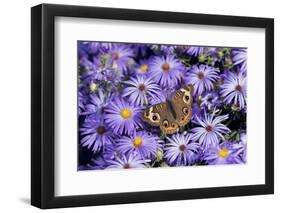 Common Buckeye on Frikart's Aster, Illinois-Richard & Susan Day-Framed Photographic Print