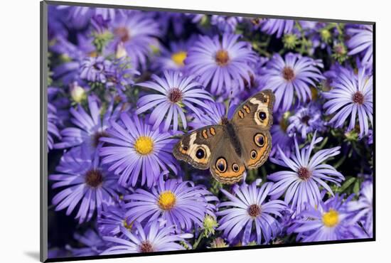 Common Buckeye on Frikart's Aster, Illinois-Richard & Susan Day-Mounted Photographic Print