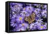 Common Buckeye on Frikart's Aster, Illinois-Richard & Susan Day-Framed Stretched Canvas