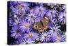 Common Buckeye on Frikart's Aster, Illinois-Richard & Susan Day-Stretched Canvas