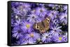 Common Buckeye on Frikart's Aster, Illinois-Richard & Susan Day-Framed Stretched Canvas