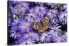 Common Buckeye on Frikart's Aster, Illinois-Richard & Susan Day-Stretched Canvas