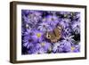 Common Buckeye on Frikart's Aster, Illinois-Richard & Susan Day-Framed Photographic Print