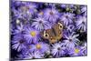 Common Buckeye on Frikart's Aster, Illinois-Richard & Susan Day-Mounted Photographic Print