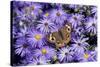 Common Buckeye on Frikart's Aster, Illinois-Richard & Susan Day-Stretched Canvas