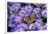 Common Buckeye on Frikart's Aster, Illinois-Richard & Susan Day-Framed Photographic Print