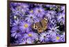 Common Buckeye on Frikart's Aster, Illinois-Richard & Susan Day-Framed Photographic Print