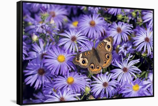 Common Buckeye on Frikart's Aster, Illinois-Richard & Susan Day-Framed Stretched Canvas