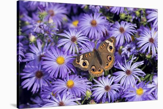 Common Buckeye on Frikart's Aster, Illinois-Richard & Susan Day-Stretched Canvas