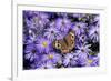 Common Buckeye on Frikart's Aster, Illinois-Richard & Susan Day-Framed Premium Photographic Print