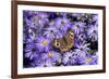 Common Buckeye on Frikart's Aster, Illinois-Richard & Susan Day-Framed Premium Photographic Print