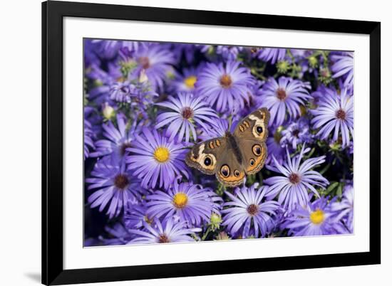 Common Buckeye on Frikart's Aster, Illinois-Richard & Susan Day-Framed Premium Photographic Print