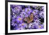 Common Buckeye on Frikart's Aster, Illinois-Richard & Susan Day-Framed Premium Photographic Print