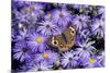 Common Buckeye on Frikart's Aster, Illinois-Richard & Susan Day-Mounted Premium Photographic Print