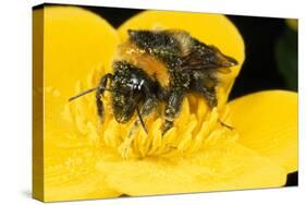 Common Bumblebee Feeding in Flower-null-Stretched Canvas