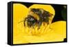 Common Bumblebee Feeding in Flower-null-Framed Stretched Canvas