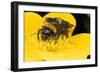 Common Bumblebee Feeding in Flower-null-Framed Photographic Print