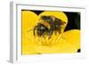Common Bumblebee Feeding in Flower-null-Framed Photographic Print