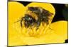 Common Bumblebee Feeding in Flower-null-Mounted Photographic Print