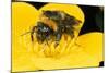 Common Bumblebee Feeding in Flower-null-Mounted Photographic Print