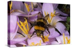 Common Bumblebee on Crocus Flower Collecting Pollen-null-Stretched Canvas