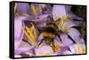 Common Bumblebee on Crocus Flower Collecting Pollen-null-Framed Stretched Canvas