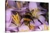 Common Bumblebee on Crocus Flower Collecting Pollen-null-Stretched Canvas