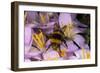 Common Bumblebee on Crocus Flower Collecting Pollen-null-Framed Photographic Print